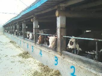 和縣養(yǎng)牛業(yè) 市場(chǎng)前景分析與養(yǎng)殖要點(diǎn)