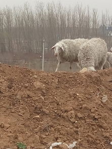 羊群飼養(yǎng) 從傳統(tǒng)到現(xiàn)代的智慧與實(shí)踐