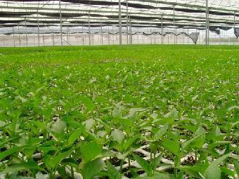 壽光大地溫室蔬菜種苗批發 品種、價格與選購指南