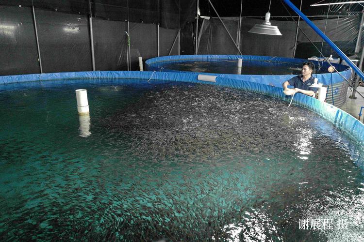 2026年8月行業深度觀察 揭秘順德加州鱸魚苗市場，哪家口碑與競爭力雙在線？