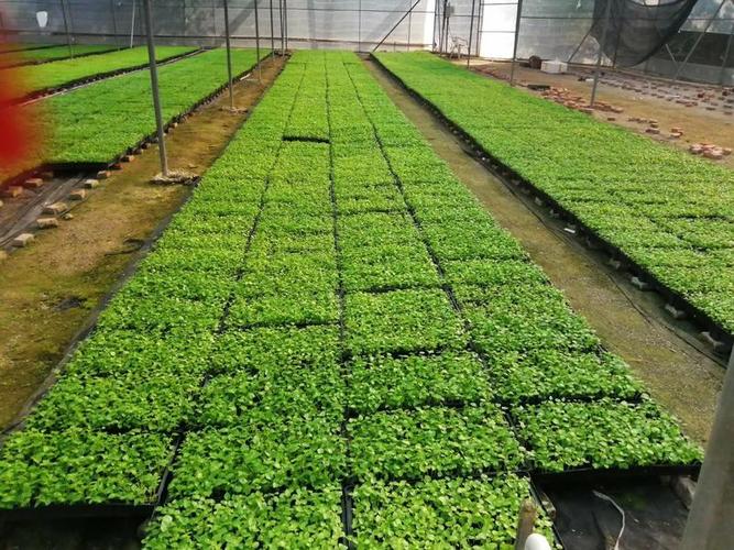 大葉傘種苗 篩盆苗培育與形態特征解析