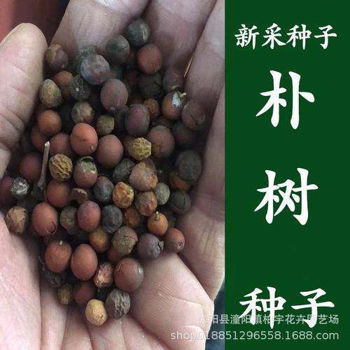 樸樹綠化苗木種子與種苗 全面指南